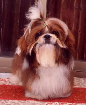 Dog Photo