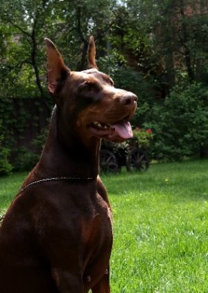 Dog Photo
