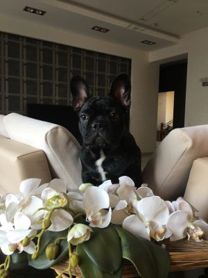 Dog Photo