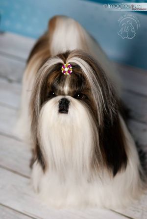 Dog Photo