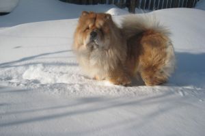 Dog Photo