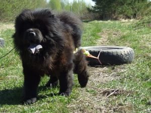 Dog Photo