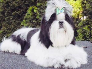 Dog Photo