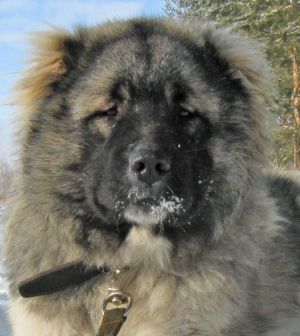 Dog Photo