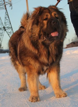 Dog Photo