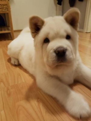 Dog Photo