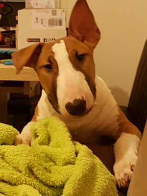 Dog Photo