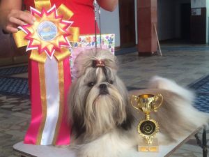 Dog Photo