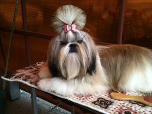 Dog Photo