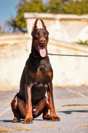 Dog Photo