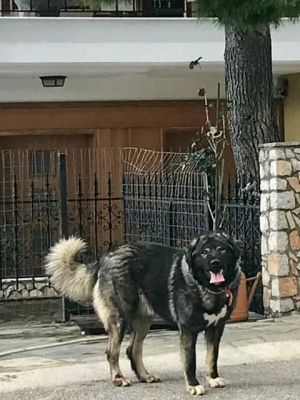 Dog Photo