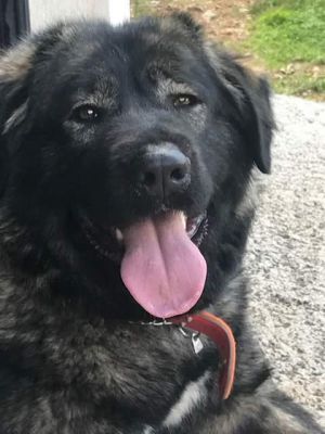 Dog Photo