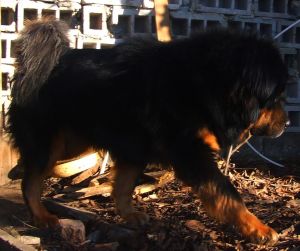 Dog Photo