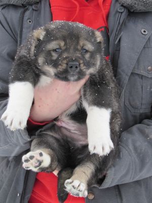 Dog Photo