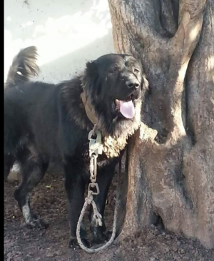 Dog Photo
