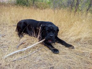 Dog Photo