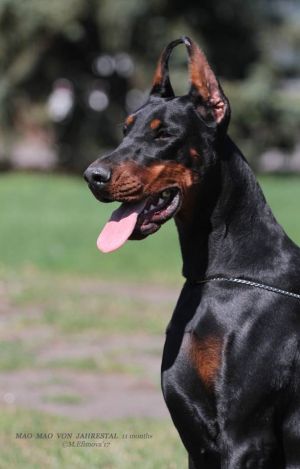 Dog Photo