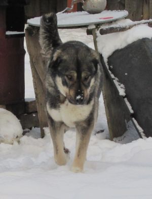 Dog Photo
