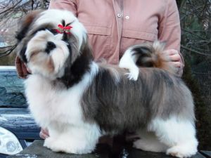 Dog Photo