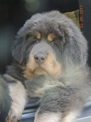 Dog Photo