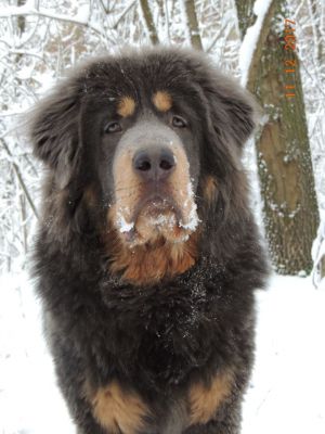 Dog Photo