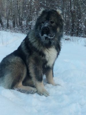 Dog Photo