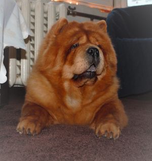 Dog Photo