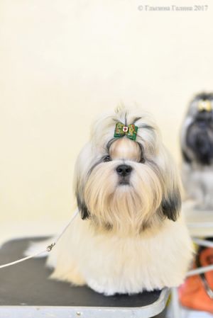 Dog Photo