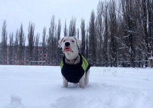 Dog Photo