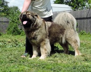 Dog Photo