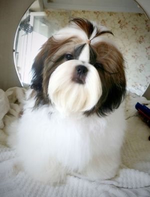 Dog Photo