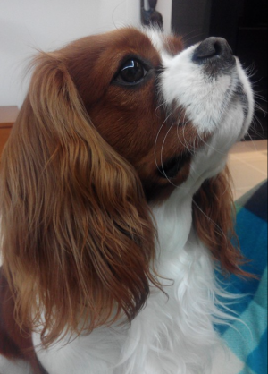 Dog Photo