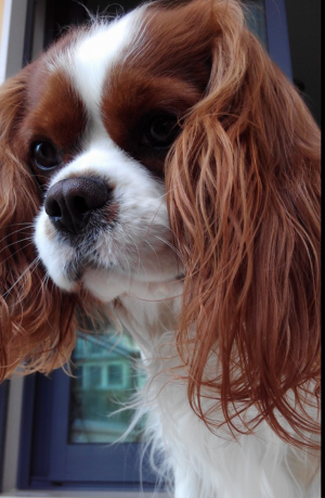 Dog Photo