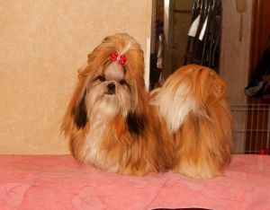 Dog Photo