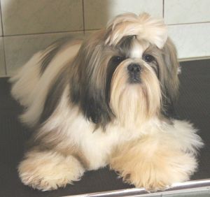 Dog Photo