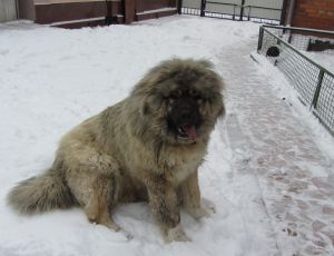 Dog Photo