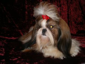 Dog Photo