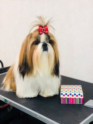 Dog Photo