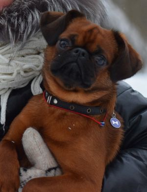 Dog Photo