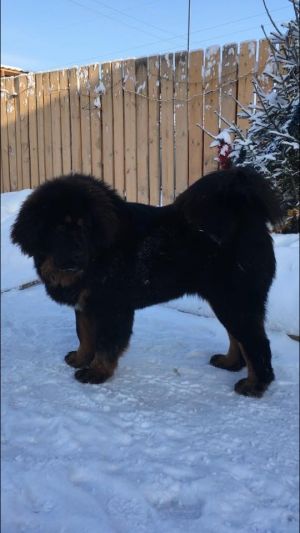 Dog Photo