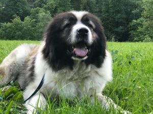 Dog Photo