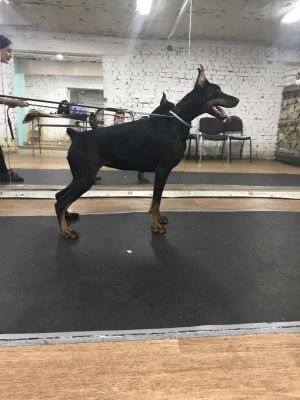 Dog Photo