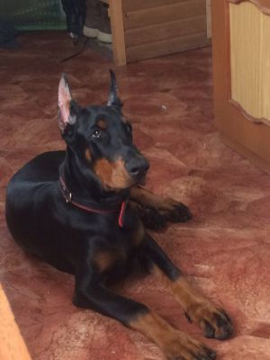 Dog Photo