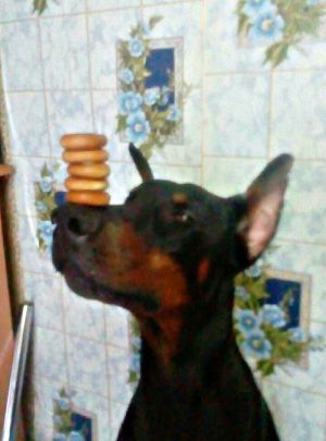 Dog Photo