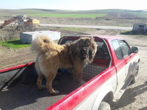 Dog Photo