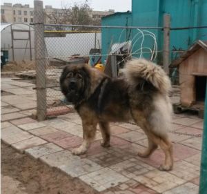 Dog Photo