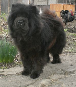 Dog Photo