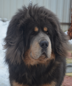 Dog Photo