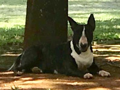 Dog Photo