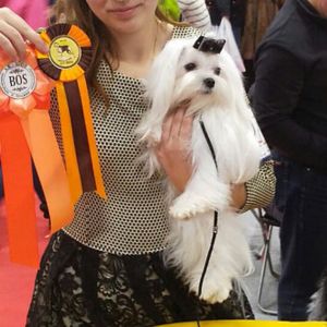 Dog Photo